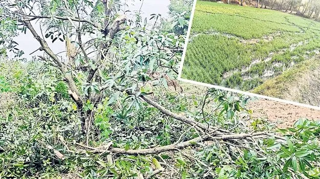 Elephants: పంటలపై ఆగని ఏనుగుల దాడులు