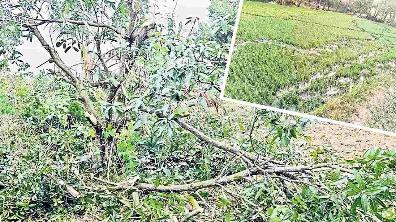 Elephants: పంటలపై ఆగని ఏనుగుల దాడులు