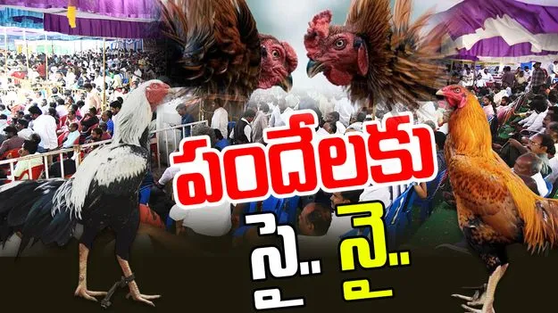 Cockfights: పందేలకు పోలీసులు నో.. అయినా పందెంరాయుళ్లు సై.. 