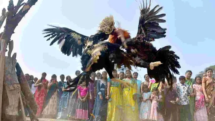 Cockfights: రాజమహేంద్రవరం సంక్రాంతి వేడుకల్లో కోడిపందేలు .. 