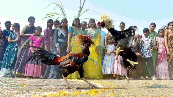 Cockfights: రాజమహేంద్రవరం సంక్రాంతి వేడుకల్లో కోడిపందేలు .. 