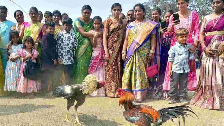 Cockfights: రాజమహేంద్రవరం సంక్రాంతి వేడుకల్లో కోడిపందేలు .. 