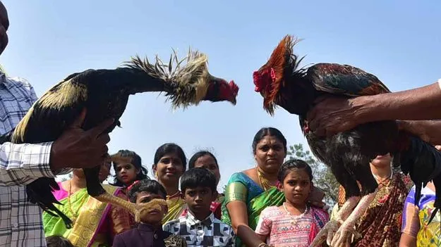 Kodi Pandalu: సంక్రాంతి వేడుకల పేరిట జూదం, కోడిపందేల హవా