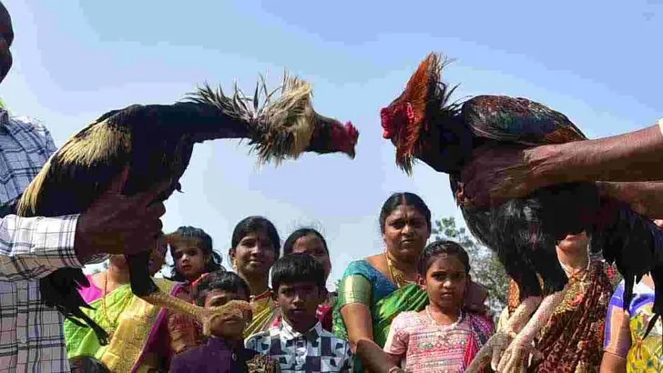 Cockfights: రాజమహేంద్రవరం సంక్రాంతి వేడుకల్లో కోడిపందేలు .. 