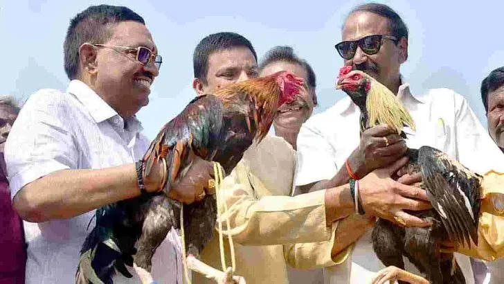 Cockfights: రాజమహేంద్రవరం సంక్రాంతి వేడుకల్లో కోడిపందేలు .. 