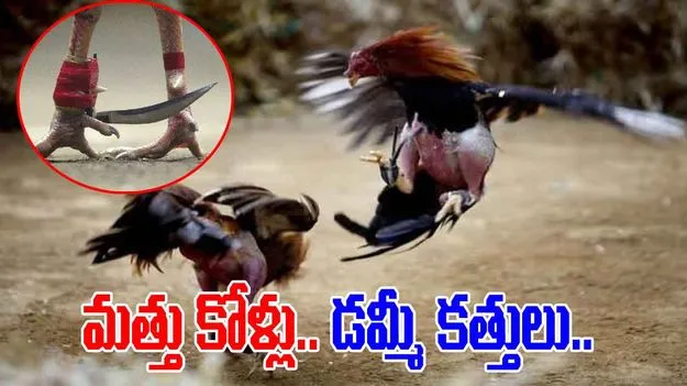 Deceptive Tactics in Cockfights: బరిలో మోసగాళ్లు.. సొమ్ములు కొల్లగొట్టేందుకు ఎత్తులు..