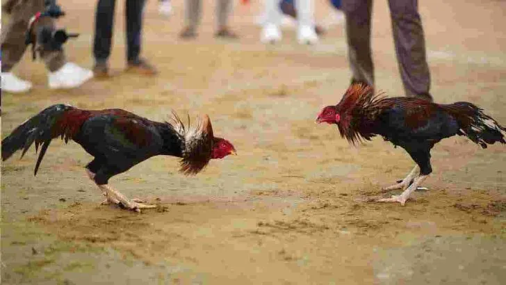 Cockfights: రాజమహేంద్రవరం సంక్రాంతి వేడుకల్లో కోడిపందేలు .. 