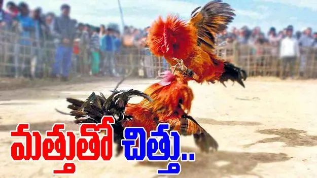 Kodi Pandalu: పందేల మాటున.. సొమ్ములు కొల్లగొట్టేందుకు ఎత్తులు.. 