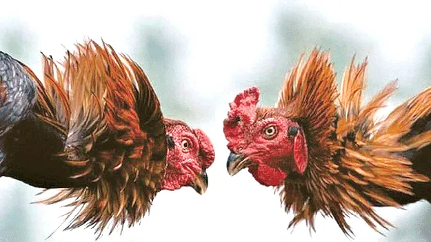 cock fight సై