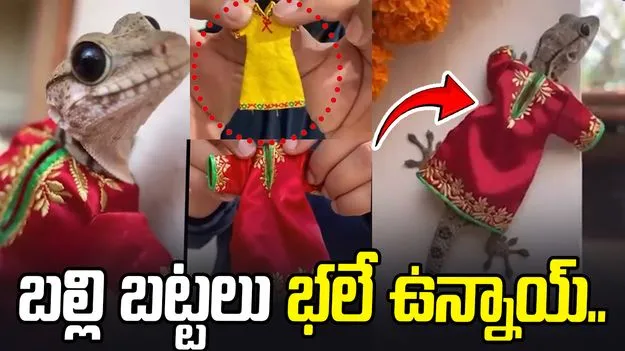 Viral Video: బల్లి కోసం అందమైన బట్టలు.. వీడియో వైరల్