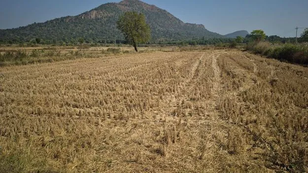 పట్టాలు రాక... పంట అమ్ముకోలేక..