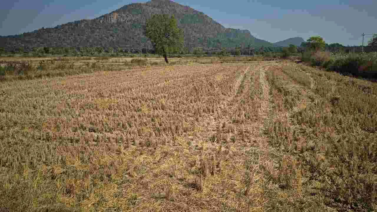పట్టాలు రాక... పంట అమ్ముకోలేక..