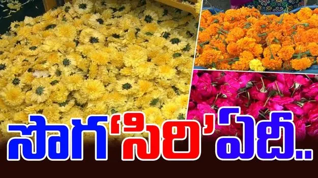Ananthapur News: సొగ‘సిరి’ ఏదీ.. భారీగా తగ్గిన చామంతి పూల ధర