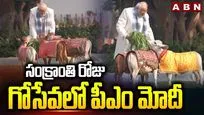 సంక్రాంతి రోజు గోసేవలో పీఎం మోదీ..
