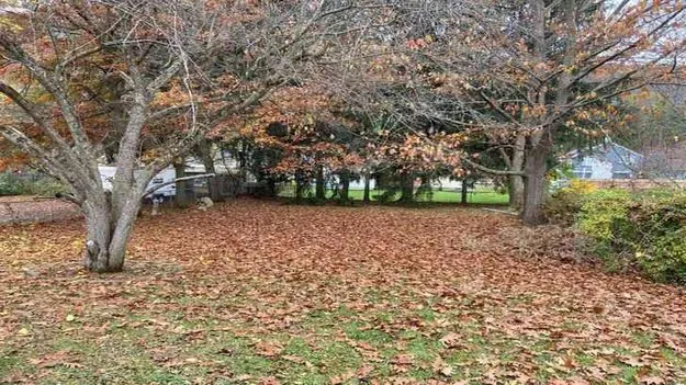 Optical Illusion: మీ దృష్టి గొప్పదైతే.. ఈ పార్క్‌లో ఉన్న కుక్కను 15 సెకెన్లలో కనిపెట్టండి!