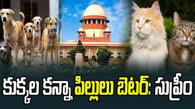 Supreme Court: వీధి కుక్కల వివాదంపై సుప్రీంకోర్టు కీలక వ్యాఖ్యలు..