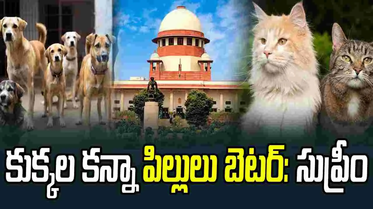 Supreme Court: వీధి కుక్కల వివాదంపై సుప్రీంకోర్టు కీలక వ్యాఖ్యలు..