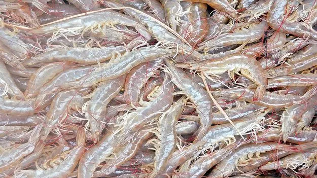 రొయ్యపై ఉత్కంఠ