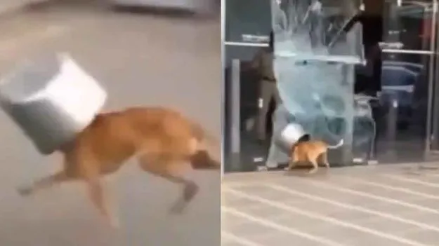 Dog Panics Viral Video: కుక్క ఎంత పని చేసింది.. నడి రోడ్డుపై రచ్చ రచ్చ..