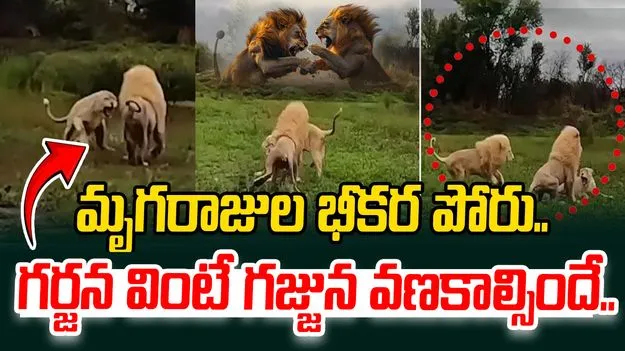 Lions fight viral video: మృగరాజుల భీకర పోరు.. వాటి గర్జన సౌండ్ వింటే ఆశ్చర్యపోవాల్సిందే..