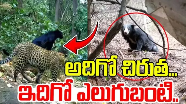 Ananthapur News: అదిగో చిరుత... ఇదిగో ఎలుగుబంటి..