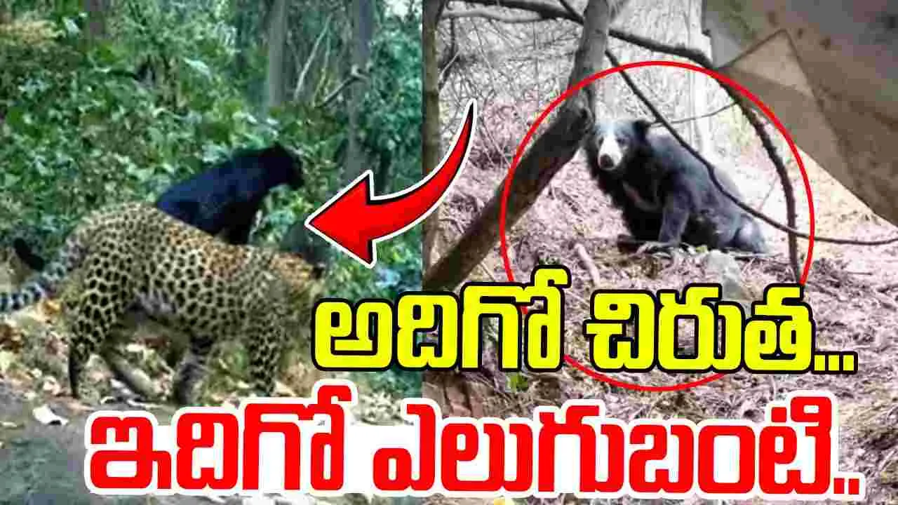 Ananthapur News: అదిగో చిరుత... ఇదిగో ఎలుగుబంటి..