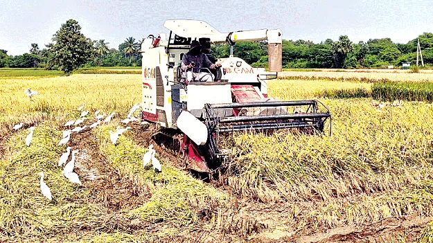 యంత్రాలతో కోత.. దొరకని మేత