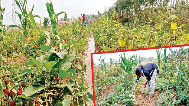లాభసాటిగా.. ‘సాగు’దామని..