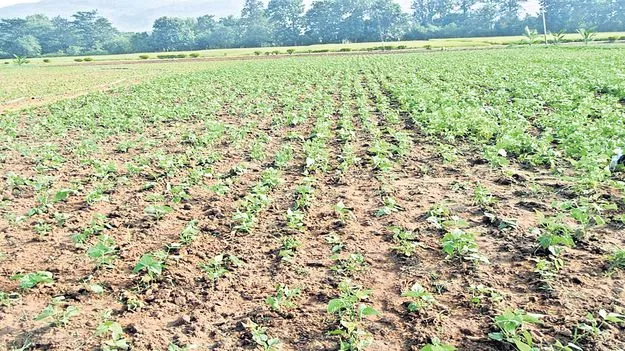 చింతపల్లి రెడ్‌ రాజ్‌మాకు పునర్జీవం