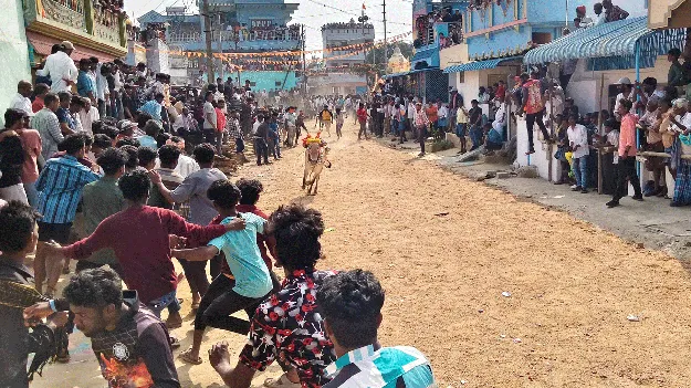   కోలాహలంగా ఎద్దులపండుగ