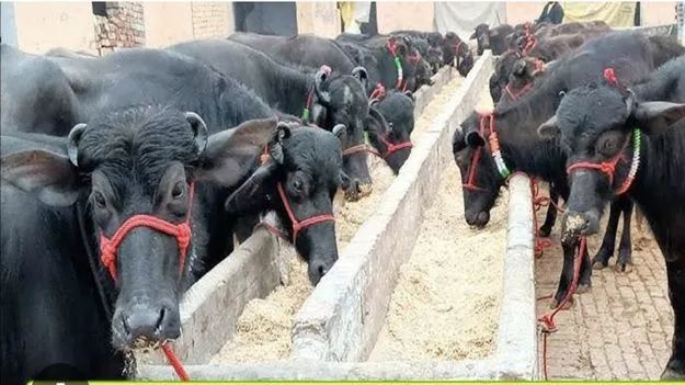 పశు ఆరోగ్యం.. పోషకులు సుభిక్షం!