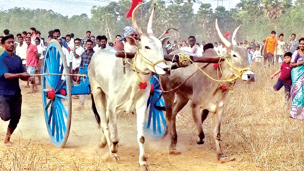 jatara movements till now ఇక జాతర్ల జోష్‌