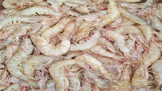 పొగమంచుతో రొయ్యలు మృత్యువాత