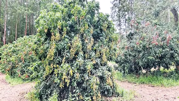 లిచీపై పరిశోధనలు