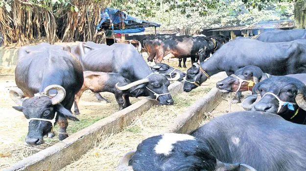 పశు బీమాతో రైతుకు ధీమా