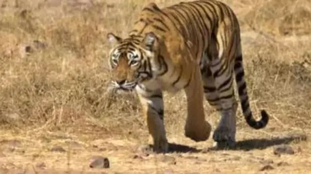 సిద్దిపేట జిల్లా కోహెడలో ఐదు ఆవులను చంపిన పెద్దపులి