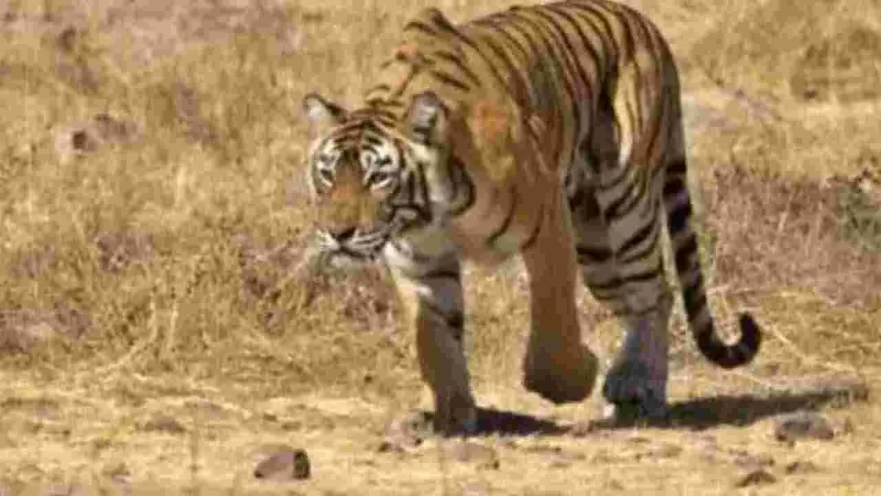 సిద్దిపేట జిల్లా కోహెడలో ఐదు ఆవులను చంపిన పెద్దపులి