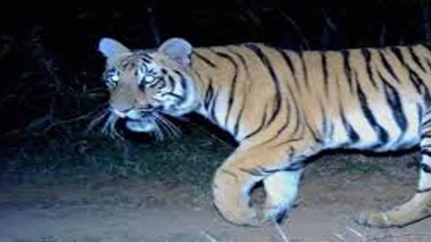 ఆపరేషన్‌ పులి