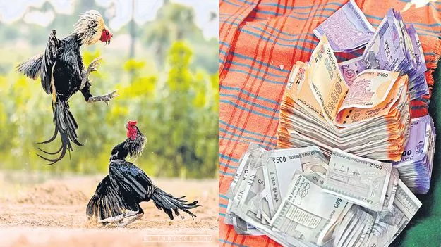 Gambling Chaos During Sankranti:  ముంచిన బరి