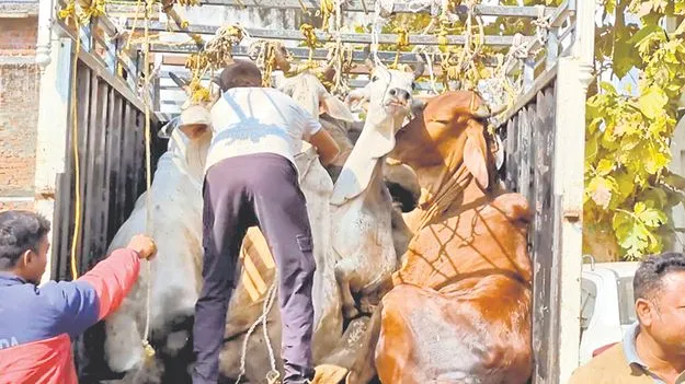 పశువుల తరలింపులో అమానుషం