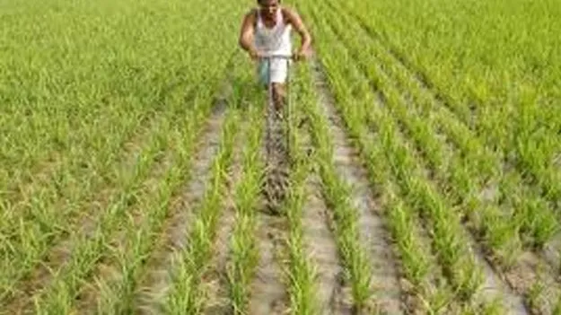 యాసంగిలో 70 లక్షల ఎకరాల్లో సాగు ! 