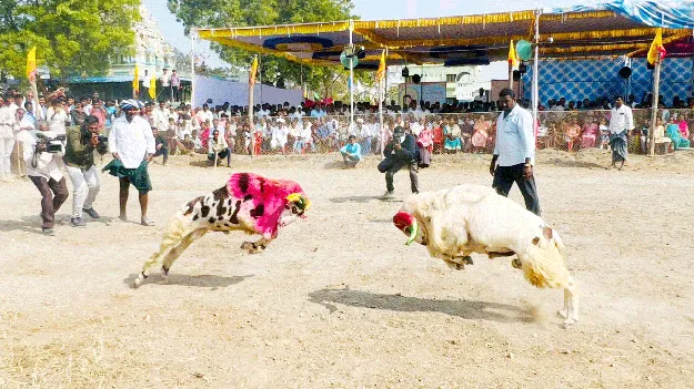 ఉలిచిలో పొట్టేళ్ల పోటీలు 