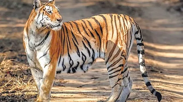 జనగామ జిల్లాలో పెద్దపులి!