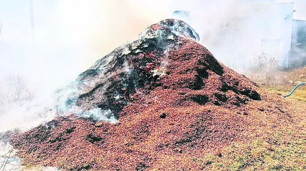 FIRE: అగ్ని ప్రమాదంలో వేరుశనగ పొట్టు దగ్ధం 