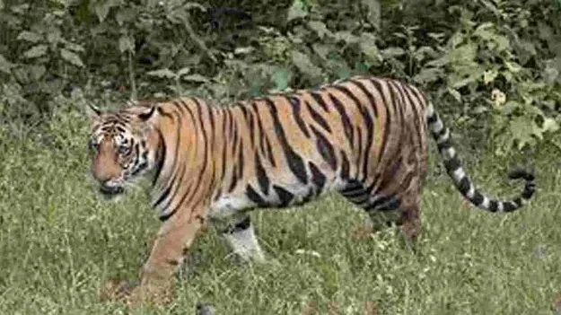 ఆపరేషన్‌ పెద్దపులి!