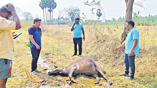 హమ్మయ్య.. పులి అడవిలోకి వెళ్లింది!