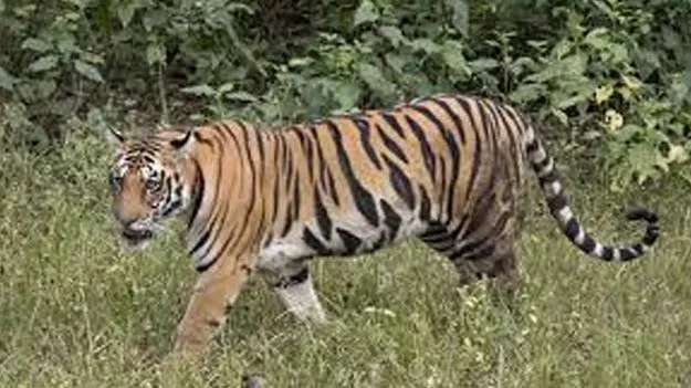 Tiger from Siddipet: సిద్దిపేట నుంచి భువనగిరికి పెద్దపులి!