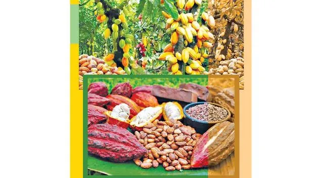 కానరాని కోకో ధరల విధానం