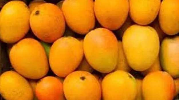 Early Mango Season Hits Markets: మామిడి పళ్లోయ్‌.. మామిడి పళ్లు! 