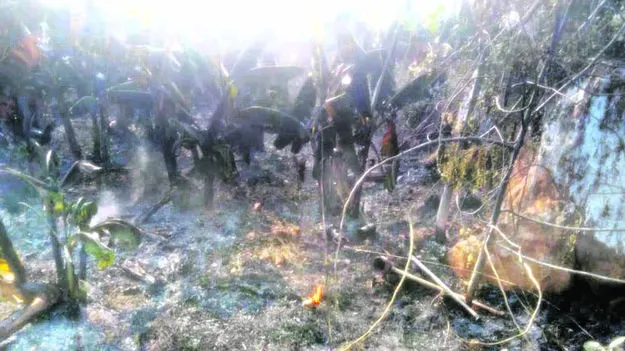 FIRE: అరటిచెట్లు అగ్నికి అహుతి 